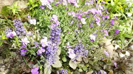 DSCF1743.webp