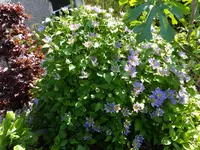 DSCF9213.webp
