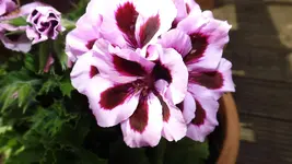 DSCF1744.webp
