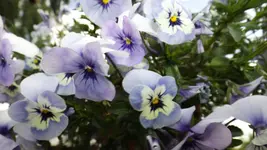 DSCF1807.webp