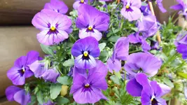 DSCF1810.webp