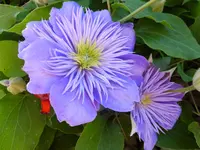 DSCF9226.webp