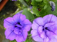 DSCF9301.webp