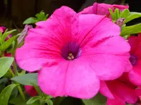 DSCF9305.webp