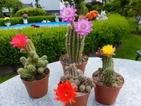 DSCF9264.webp
