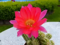 DSCF9250.webp