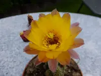 DSCF9246.webp