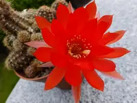 DSCF9282.webp