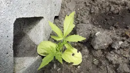 DSCF1835.webp