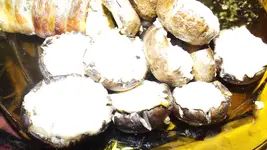 DSCF1771.webp