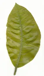 blatt oberseite.webp