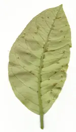 blatt unterseite.webp