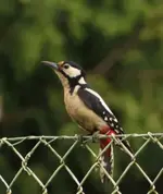 specht+++++ gr.webp