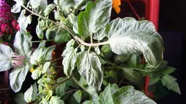 k-IMG_4817.webp