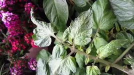 k-IMG_4818.webp