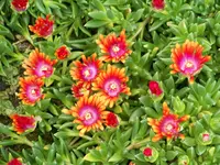 Delosperma Fire Spinners.webp
