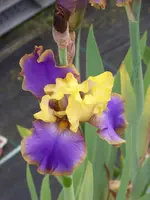 Tumultueux.webp