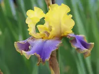 Tumultueux 2.webp