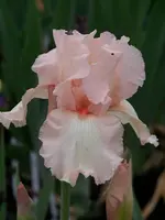 La Vie en Rose.webp