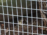 T_Stockenten Wildenten_E-Bombin Kücken_Gitter_1__23.05.2015_mr.ditschy.JPG