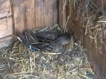 T_Stockenten Wildenten_E-Geschützin_Nest__1__23.05.2015_mr.ditschy.JPG