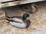 T_Stockenten Wildenten_E.Mam und E-Pap_Hasenstall_1__23.05.2015_mr.ditschy.JPG