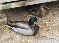 T_Stockenten Wildenten_E.Mam und E-Pap_Hasenstall_1__23.05.2015_mr.ditschy.webp