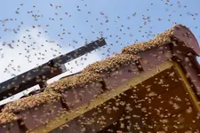 Einzug Bienenschwarm (4) (Kopie).webp