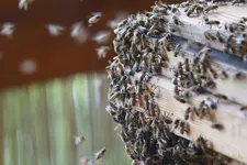 Einzug Bienenschwarm (8) (Kopie).webp