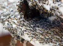 Einzug Bienenschwarm (11).webp