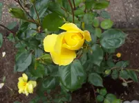 04 Rose.webp