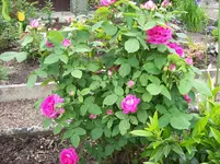 05 Rosen.webp