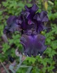 Iris.jpg
