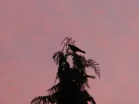 DSCN5151.webp