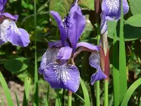 image.webp
