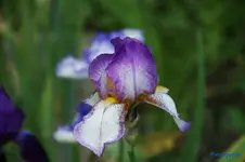 Frühlingskleid 80cm.webp