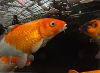 koi.webp