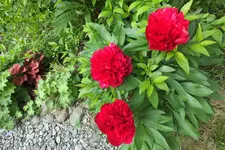 DSCF1077.webp