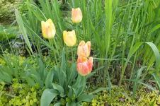 DSCF1084.webp
