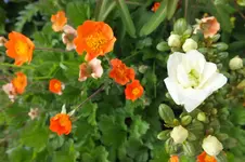 DSCF1071.webp
