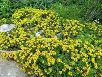 CIMG0294.webp