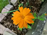 CIMG0295.webp