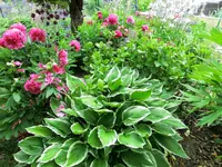 CIMG0293.webp