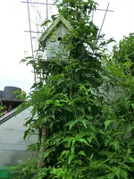 CIMG0292.webp