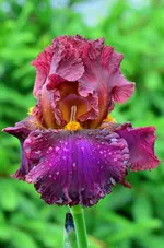 ramson note.webp