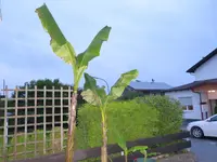 P1030401.webp