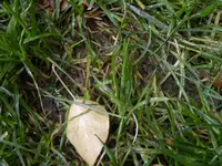 BraunMaschig.webp