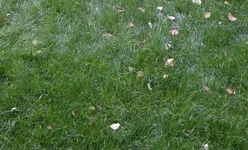 rasen.webp