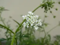 P1030367.webp