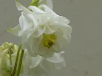 P1030344.webp